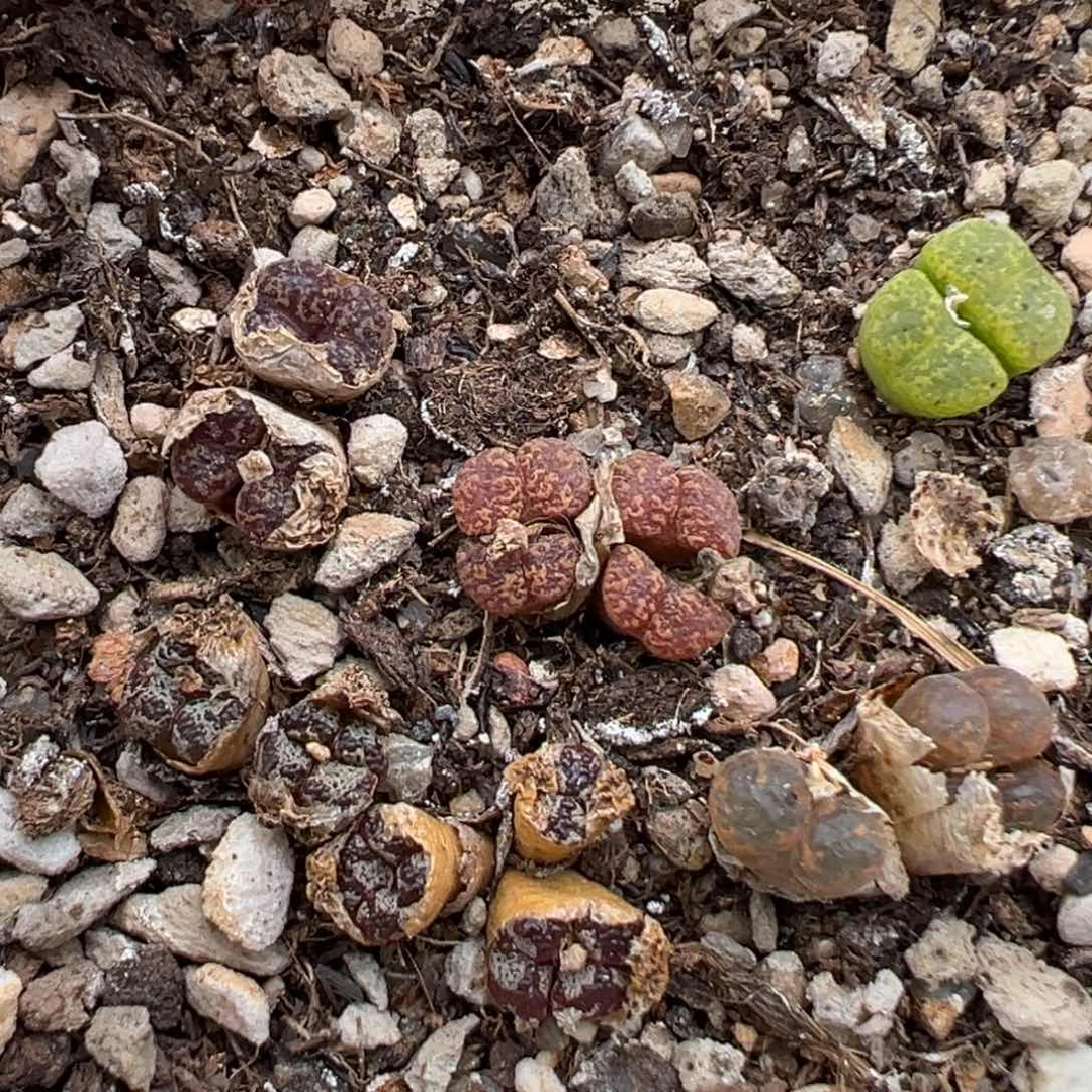 7.14好看的多肉脱土发货524