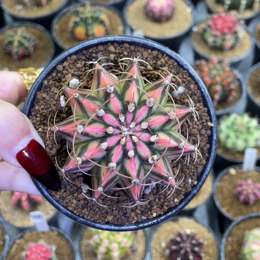 米哈星球000000006