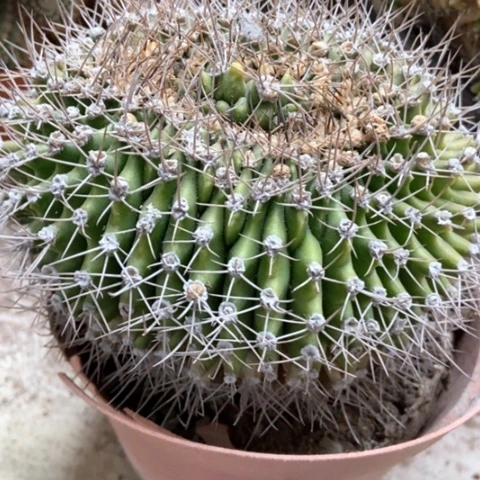 催皇冠仙人球10米仙人球