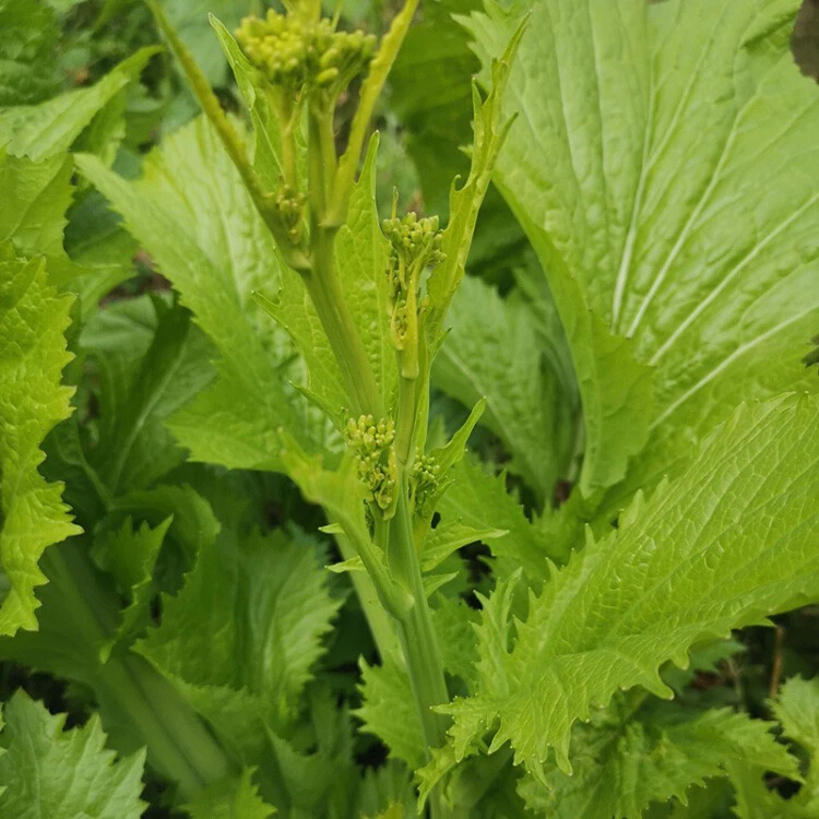 贵州新鲜蔬菜青菜苔荠菜苔冲鼻菜腊菜冲菜辣辣菜农家自种包邮
