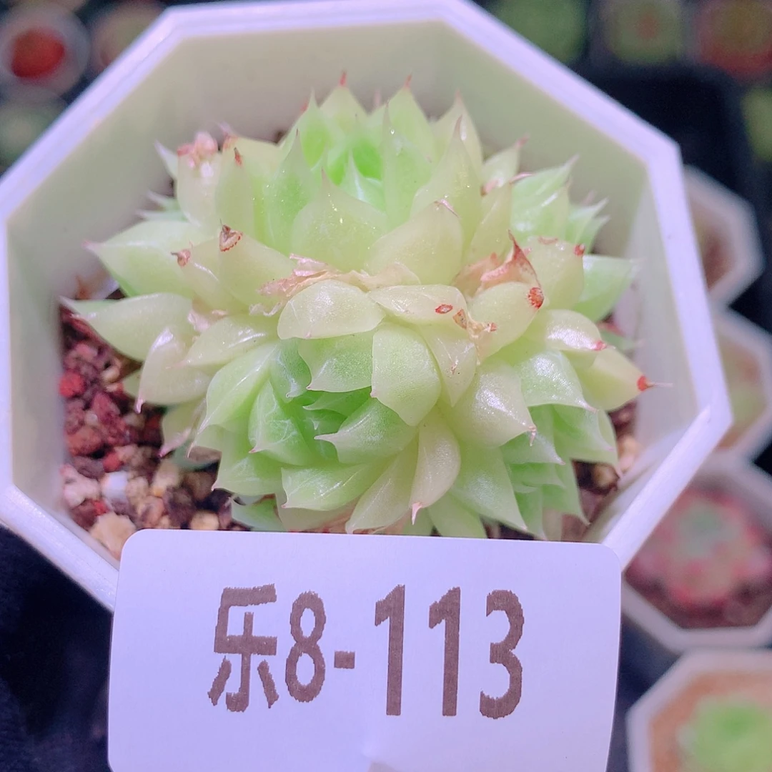 乐然8-113 麦秆群