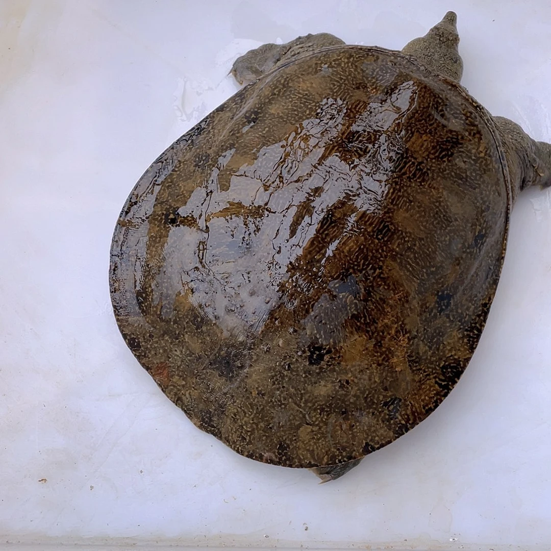 中国大陆123456665