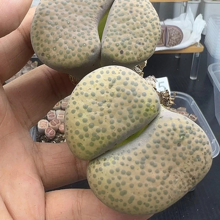 蝶**花515福利清111111111
