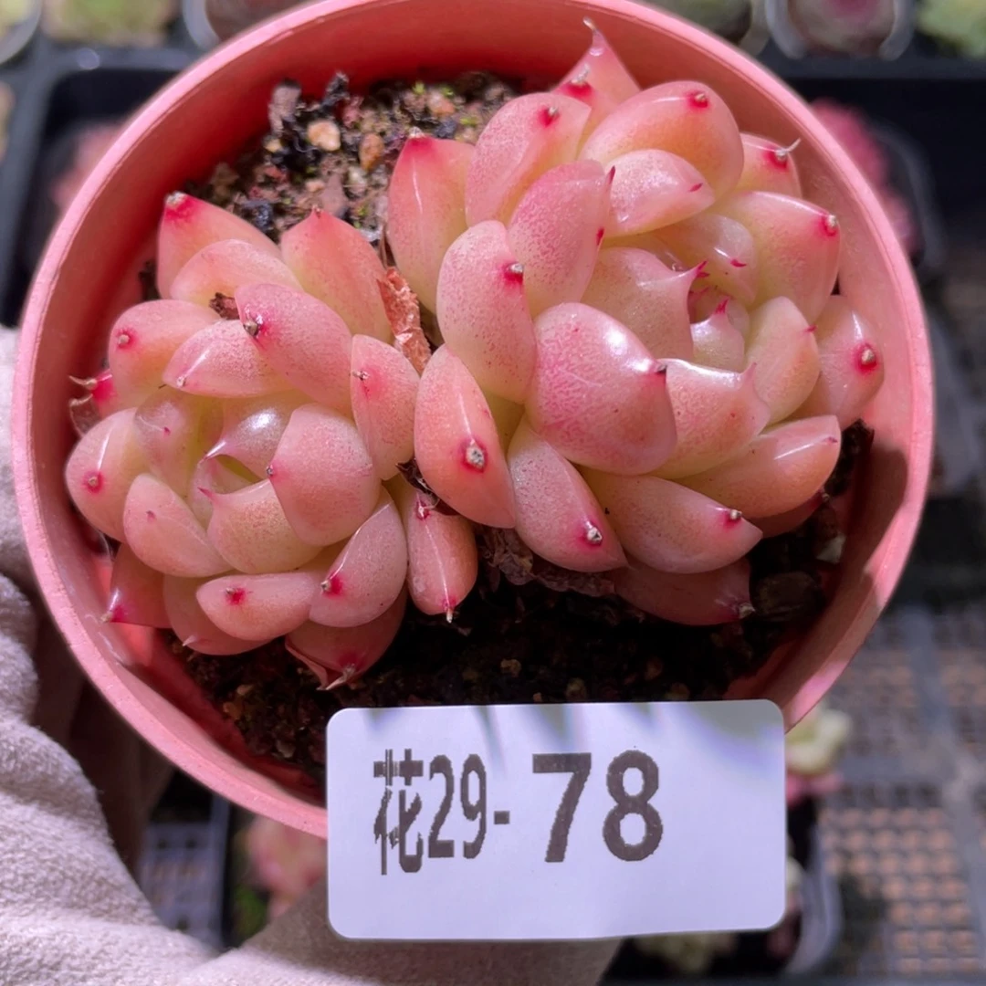 花利美29-78麦秆双头