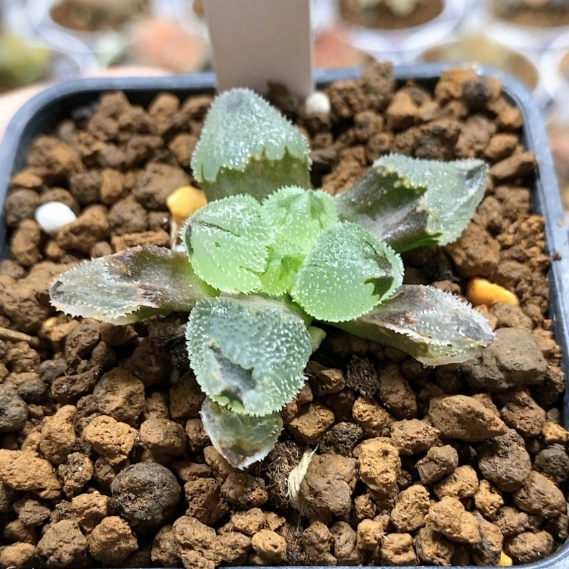 【闪购商品】100糖霜球