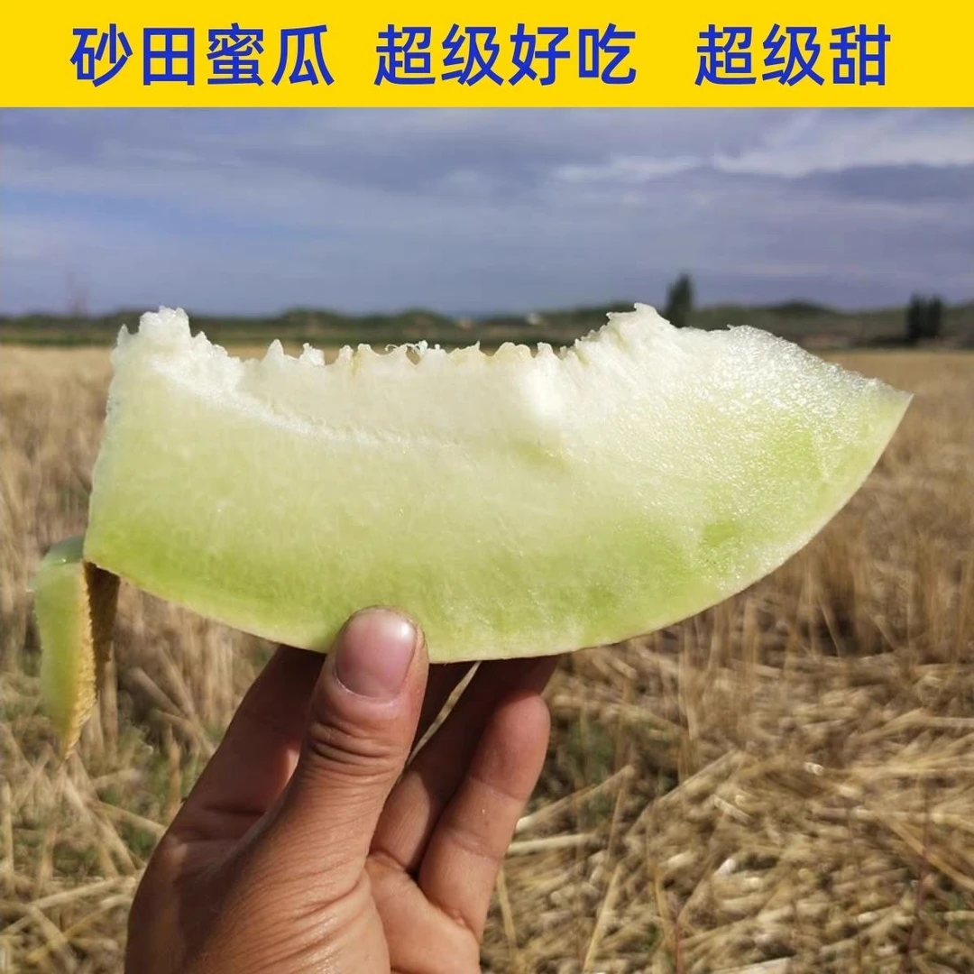 包邮！正宗会宁甜瓜 蜜瓜 白兰瓜，黄土高原孕育的甜蜜果实