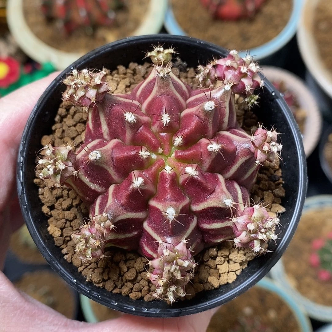 米哈仙人球belove侧芽010