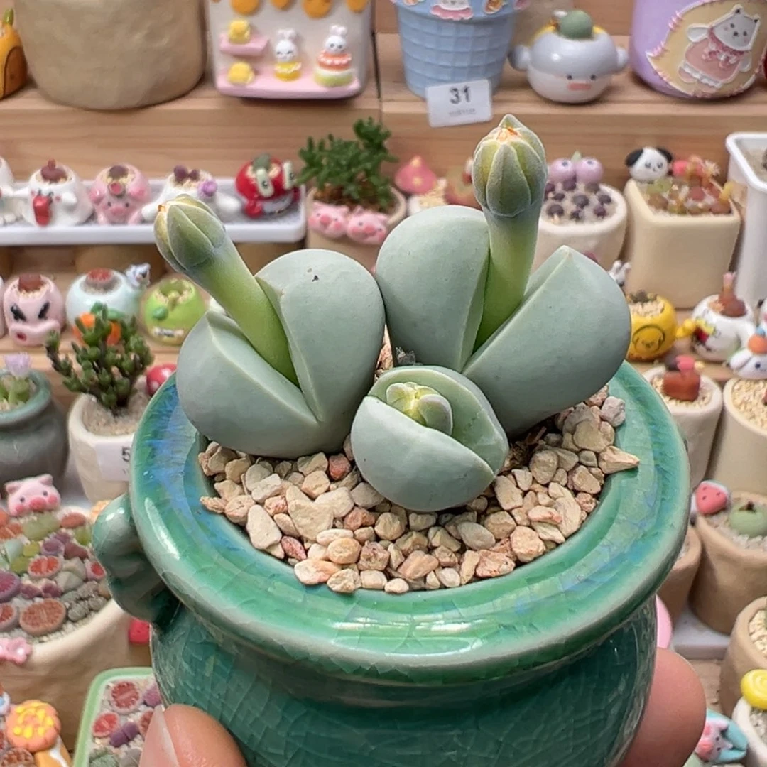 多肉植物112号春桃