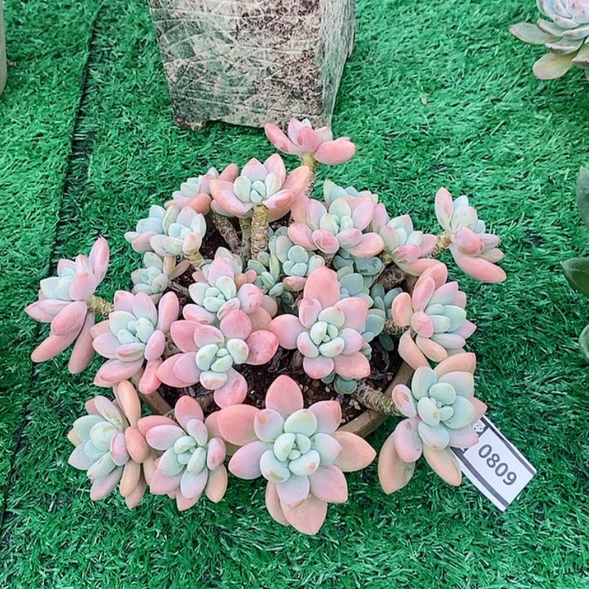 【闪购商品】洛神0809