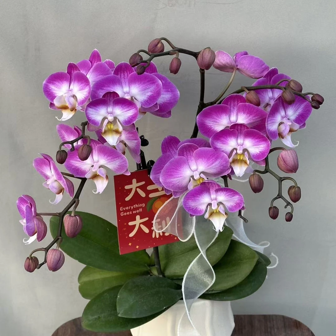 （雪山飞狐3-5）蝴蝶兰 花期长 拍两份以上配大盆