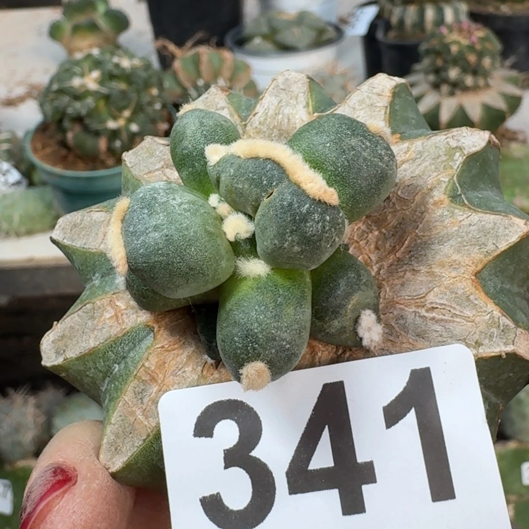 【闪购商品】无花朵白**蛋尤小苗341