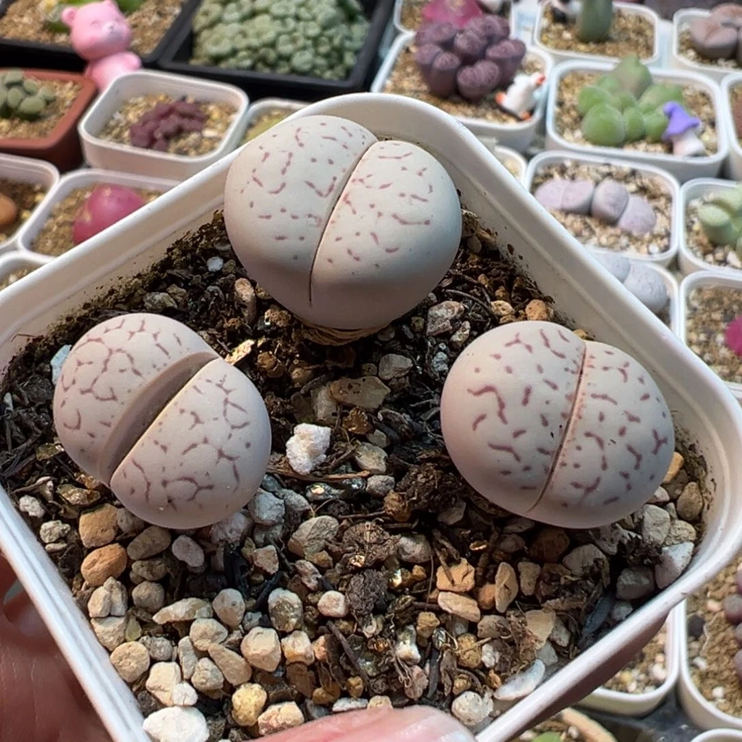 851多肉植物种类多样