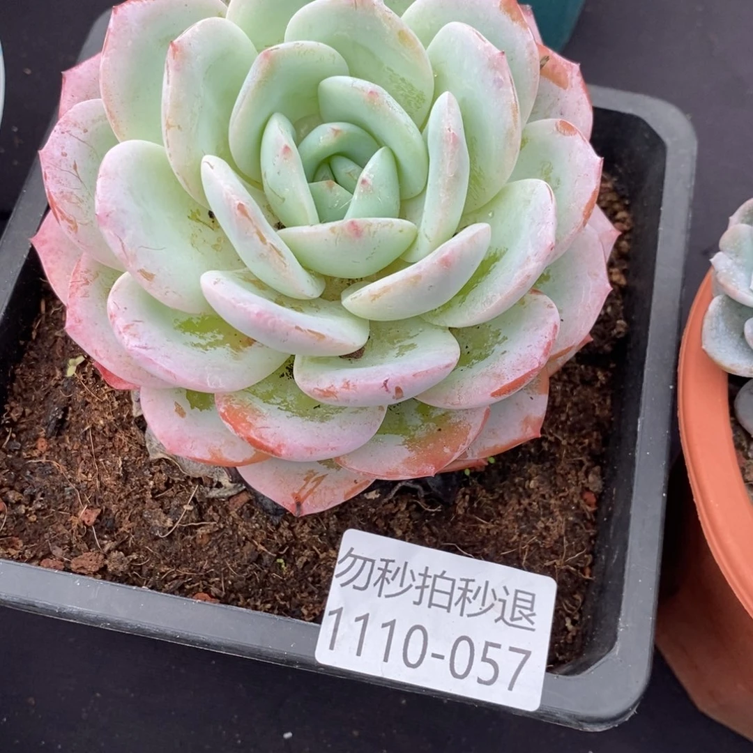两单包邮1110-57凤橙