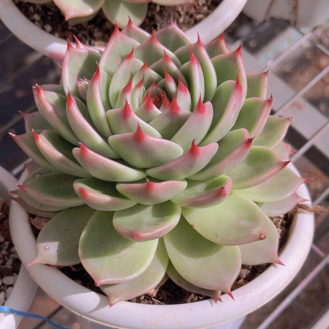 托斯卡13公分9999