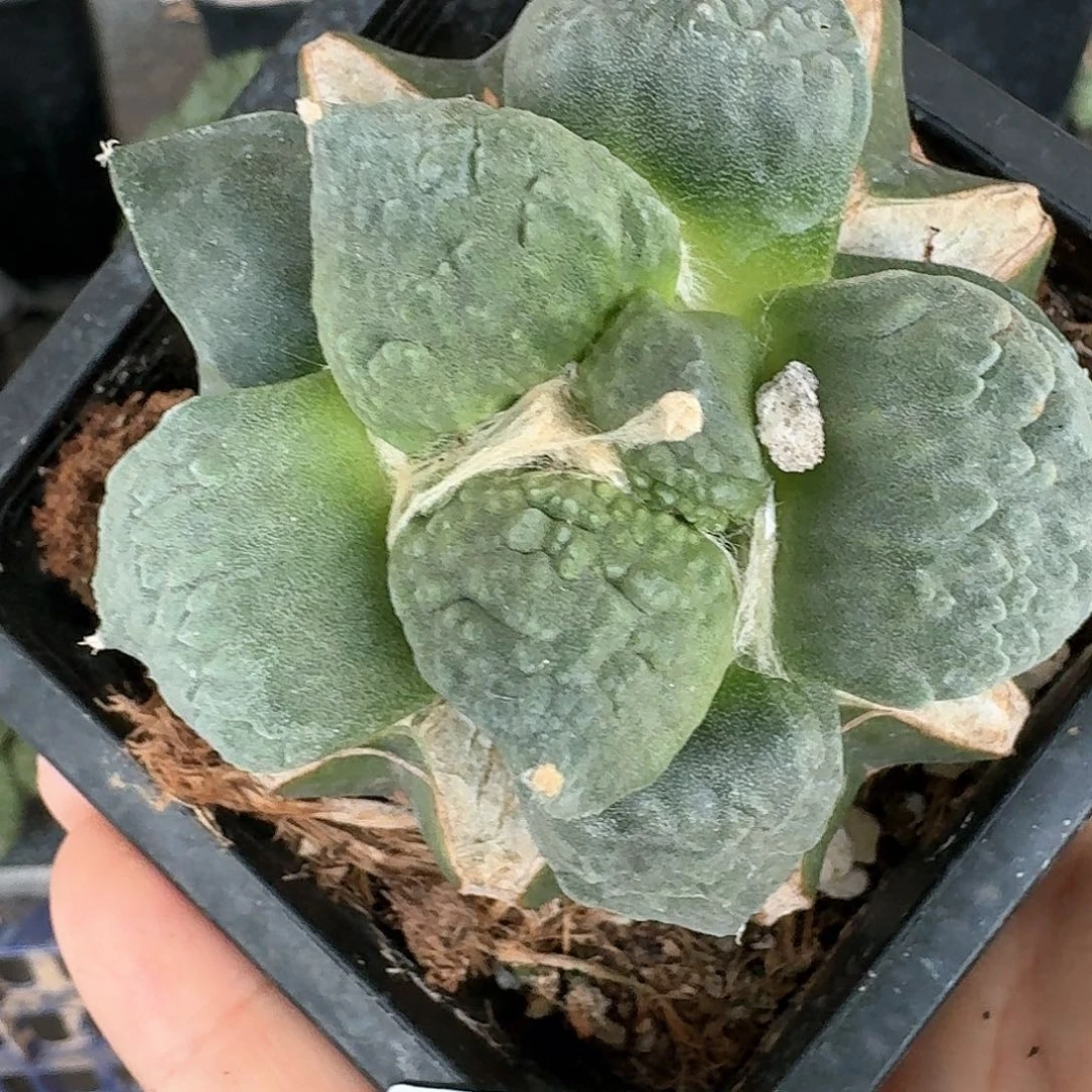 【闪购商品】无花朵3**9怒涛190