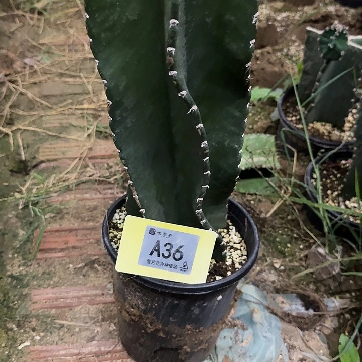 灰***扰密露苹果一个脱土发货