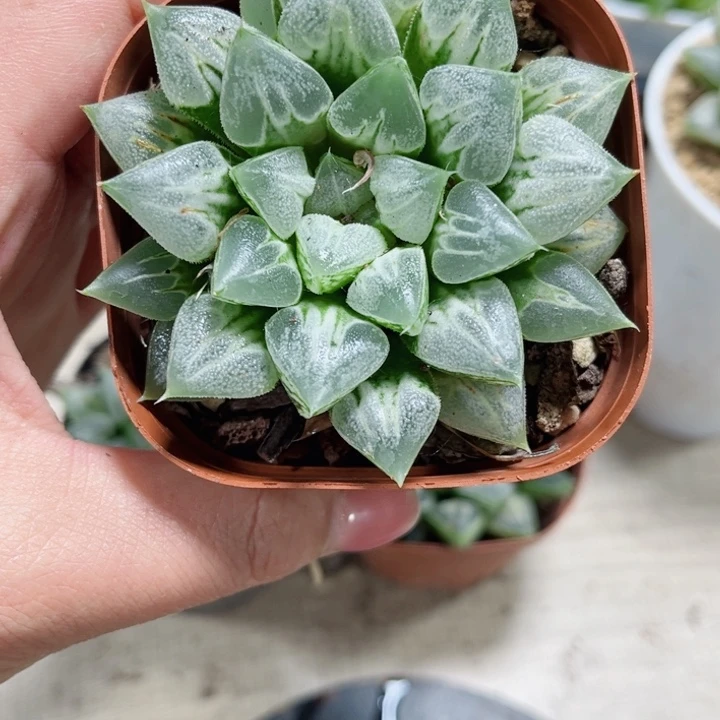 种好爱心扇多肉植物666