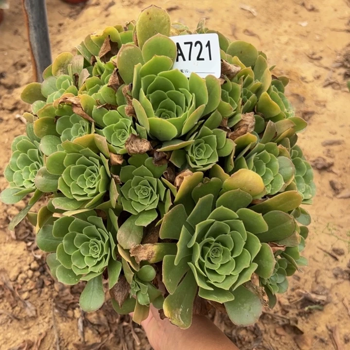 绿杨蓉多肉植物721.