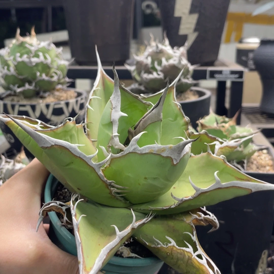 山龟888888888888888