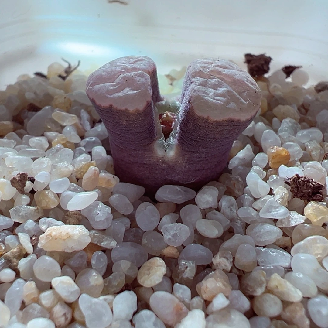 1224-435多肉多肉磁铁