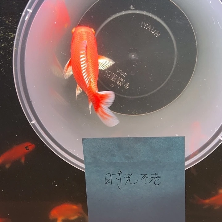 海水鱼蝴蝶鲤精品