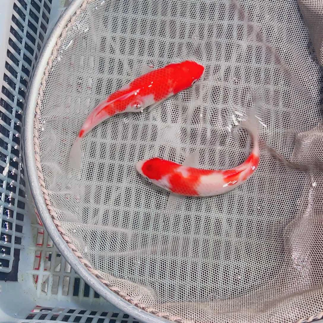 锦鲤锦鲤观赏鱼1111