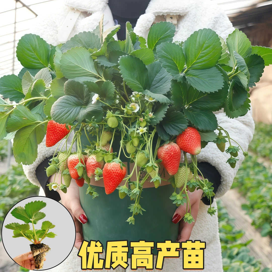四季草莓苗奶油草莓苗苗草莓盆栽草莓苗南北方红颜草莓当年结果