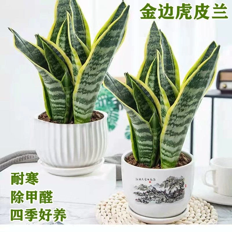 新疆包邮金边虎皮兰新房吸甲醛多肉植物防辐射室内花卉绿植盆栽高