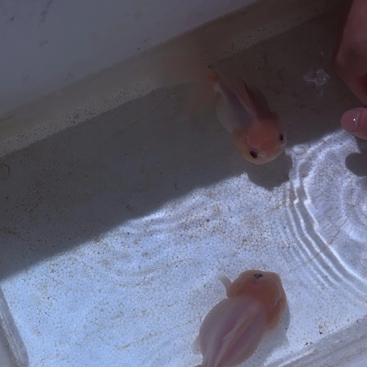 海水鱼精品玛丽好养耐活