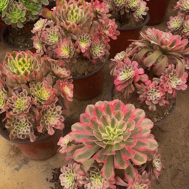 红铜白法师9.9多肉植物