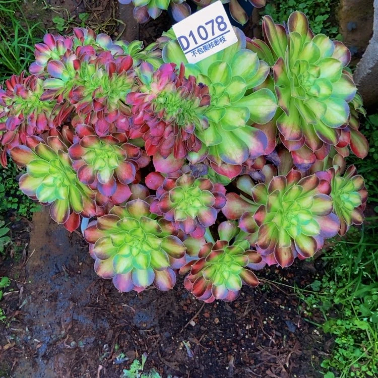 【闪购商品】꧁****꧂1078绍华多肉