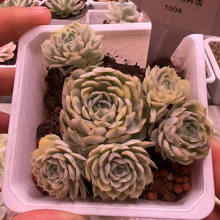 1008号梦幻玫瑰群