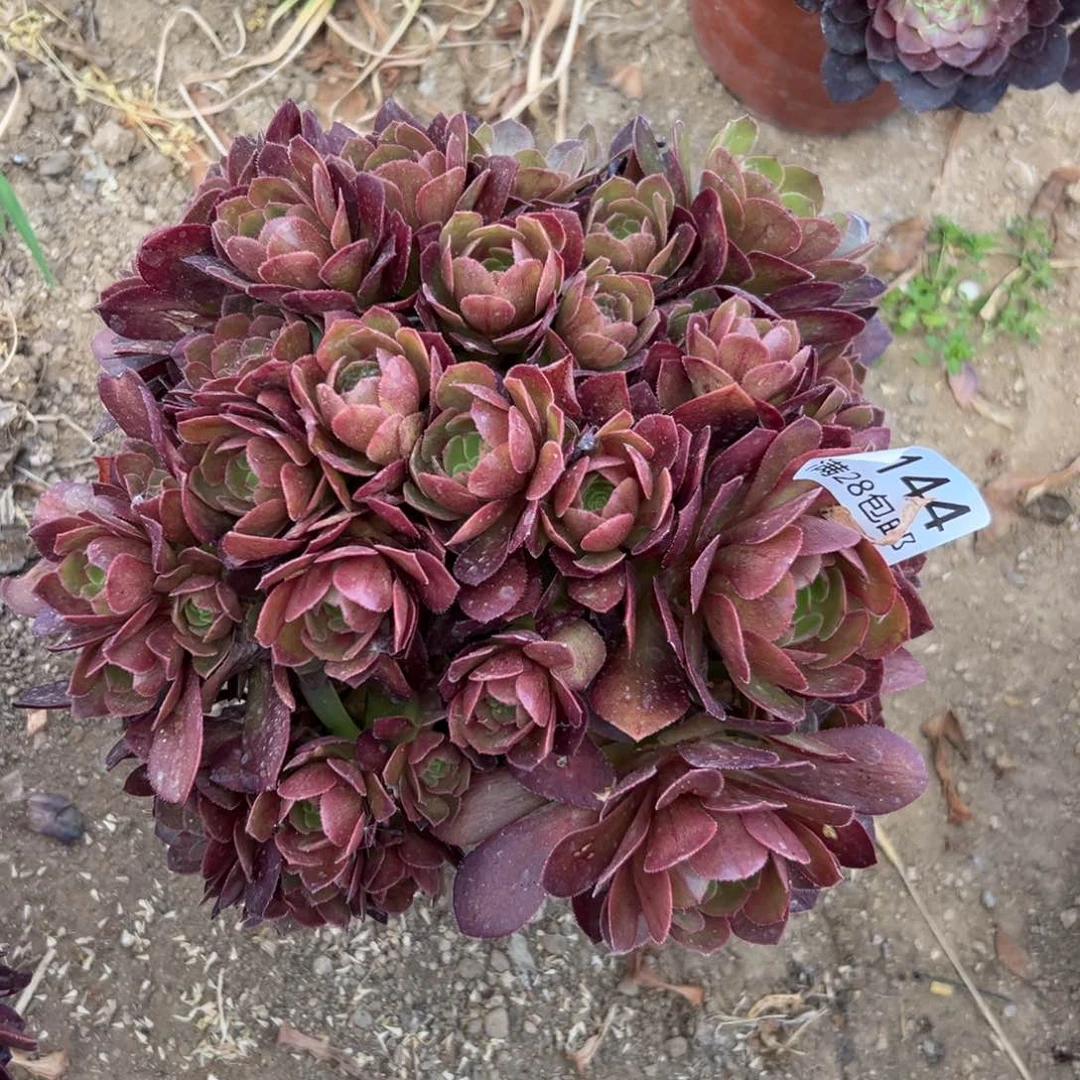 144多肉     沙拉碗