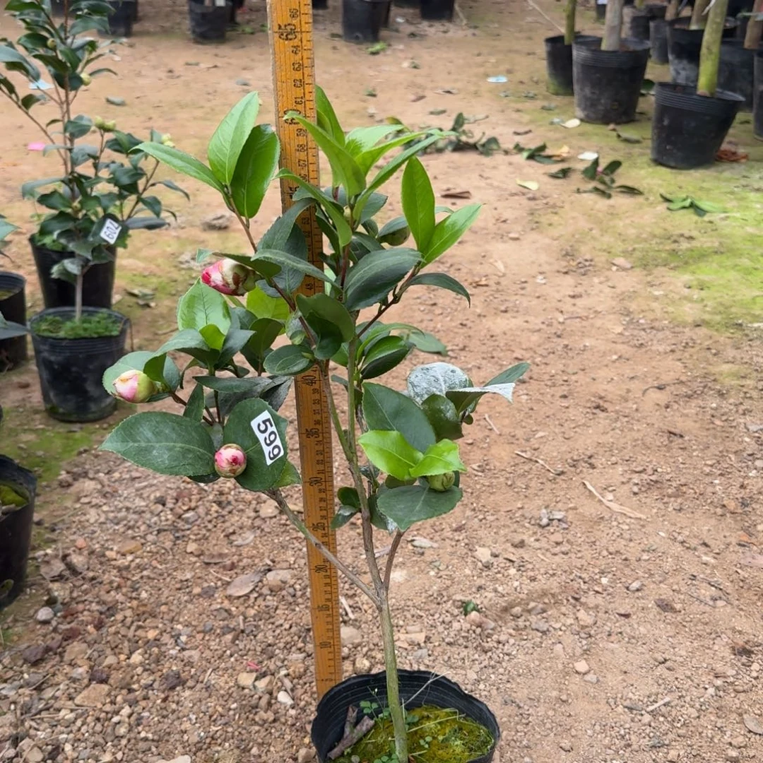 少量花朵（建议范围：2朵-5朵 或40%以下）599埃及