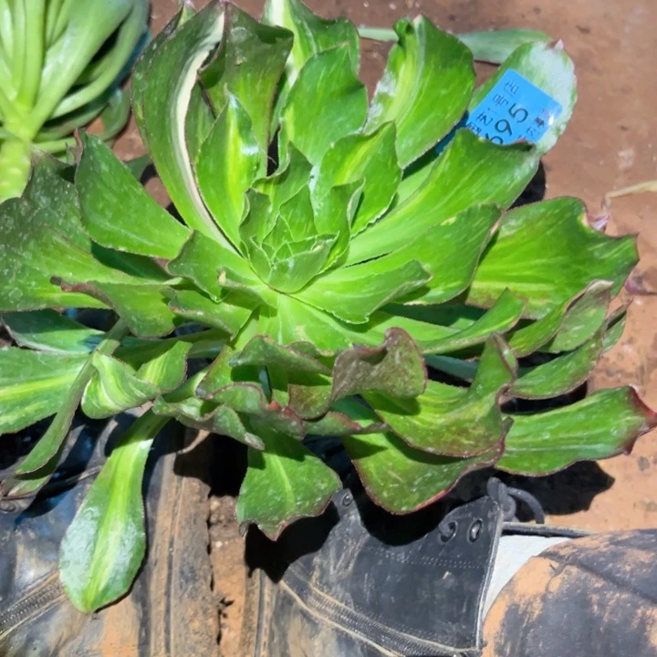 丫***诶魅影七彩7695多肉植物