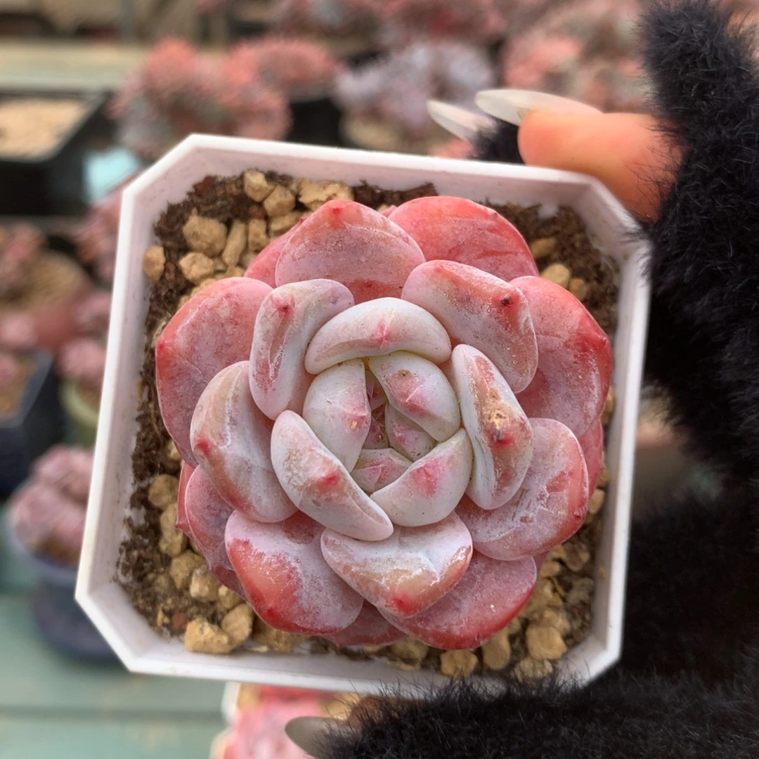 星影哈哈哈哈哈哈3