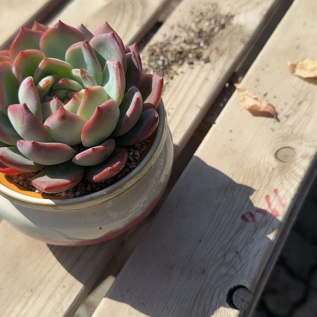 红鸾多肉植物精品带盆