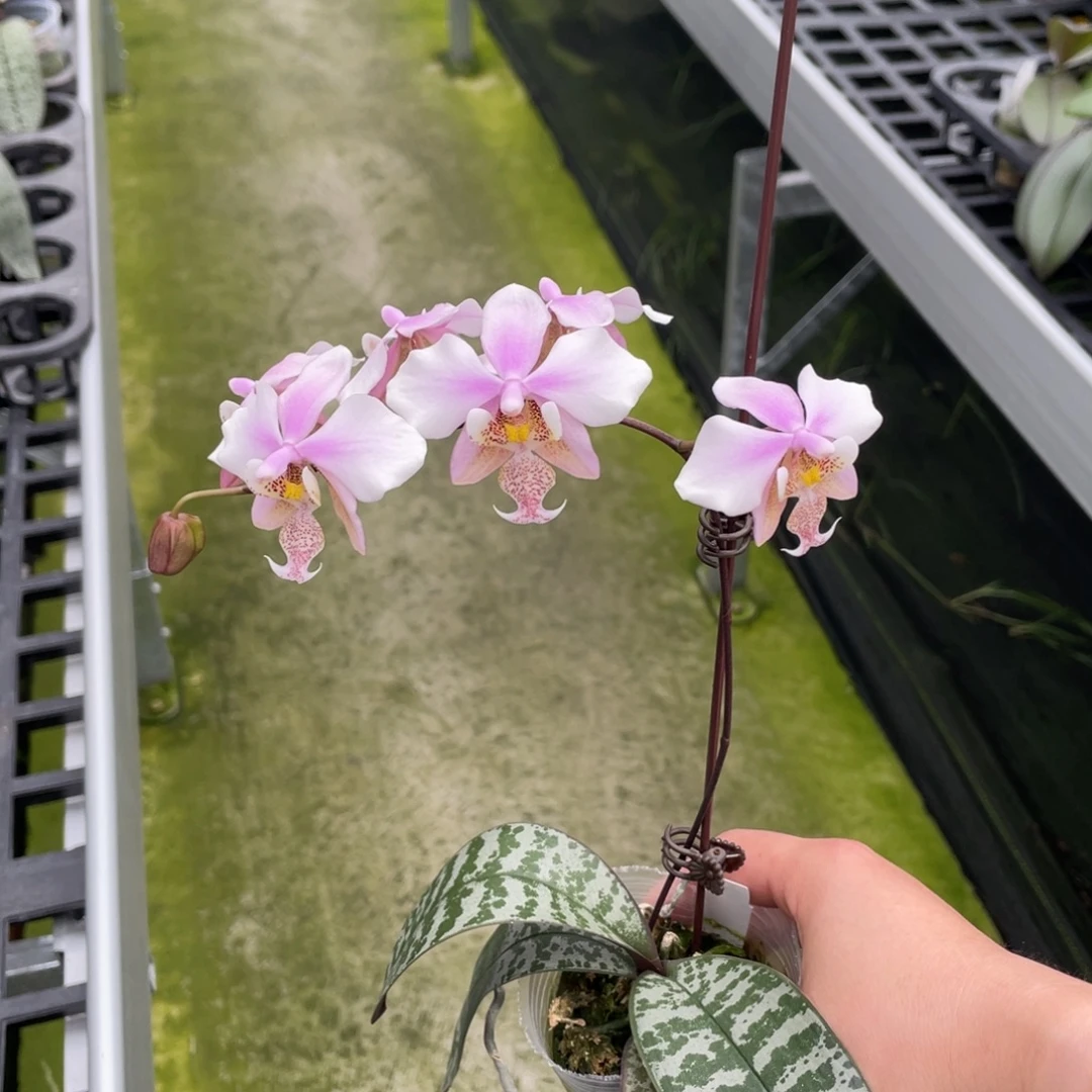 大部分开放少量花苞雅风黄史交西（少根特价）原398