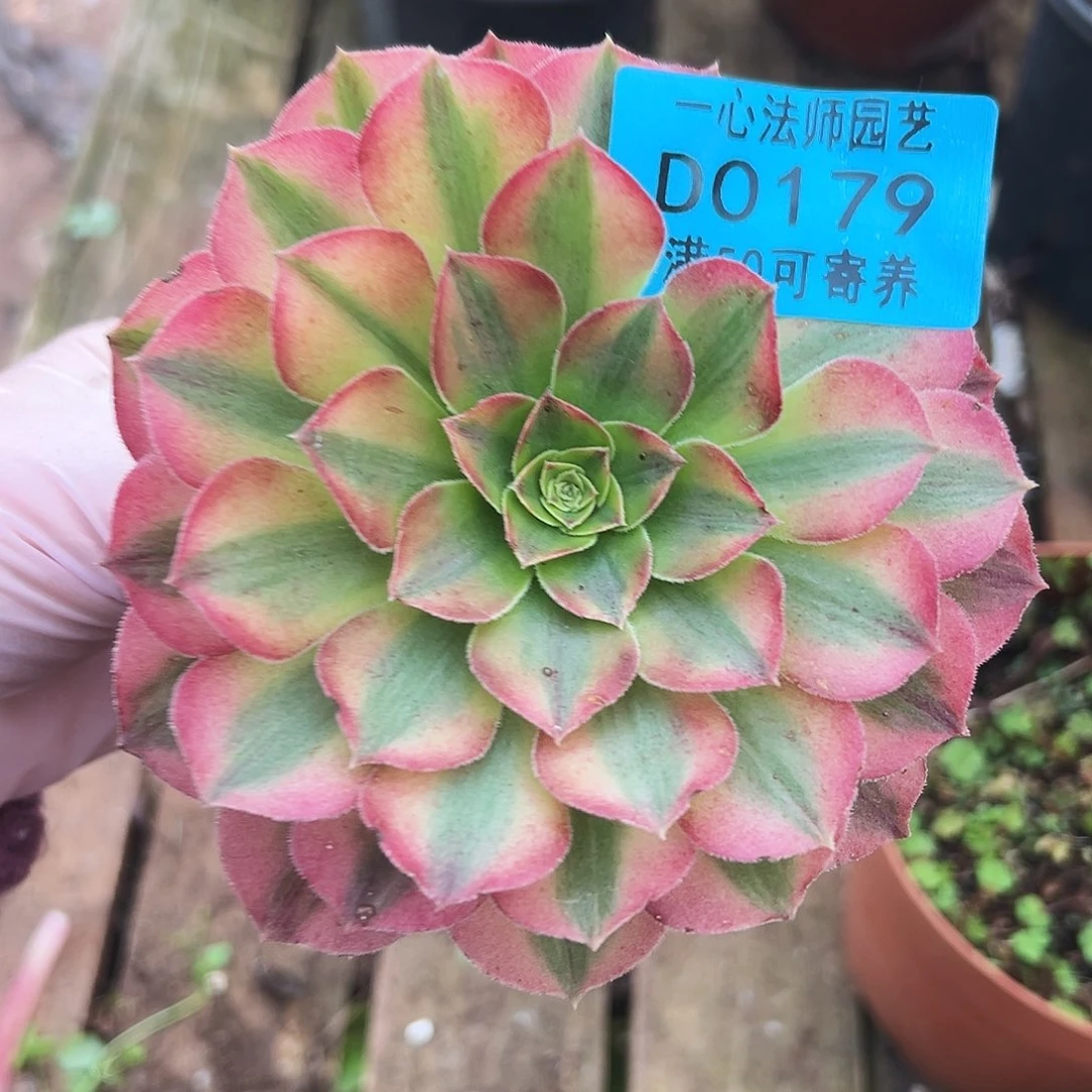 多肉植物多肉植物0179