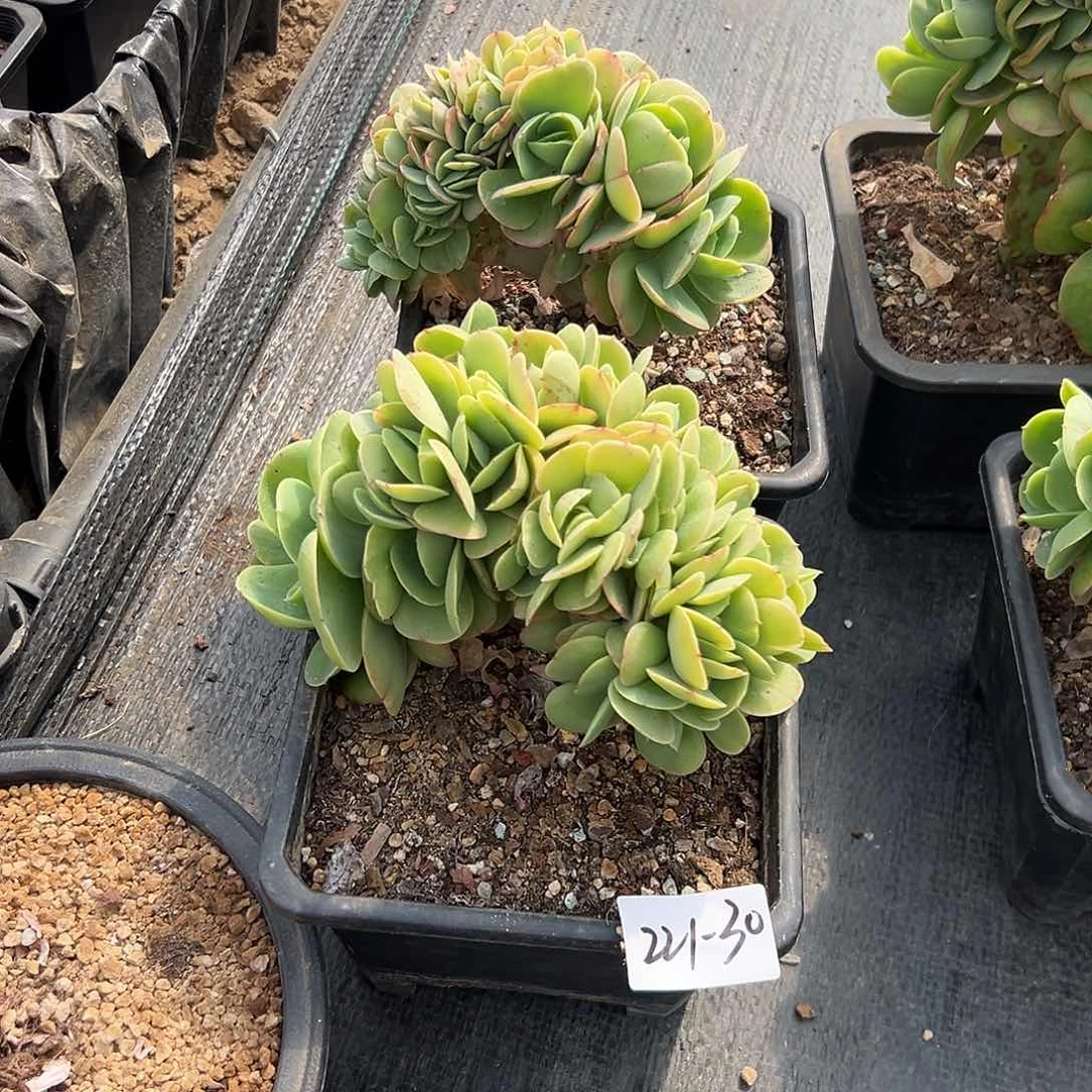 L**A221-30碧桃缀组合2颗多肉寄养