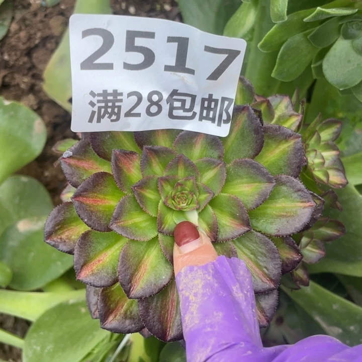 2517三号棚海王七彩嫁接O