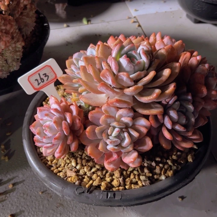 文***哒263超大橙梦露一物一拍78