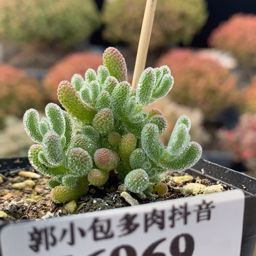 优选冰晶6969枝干番杏