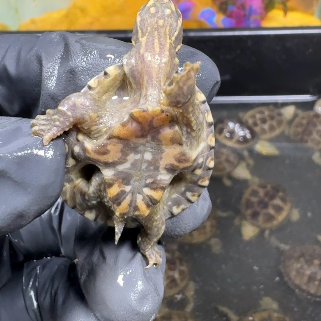 蛋龟不分公母麝香