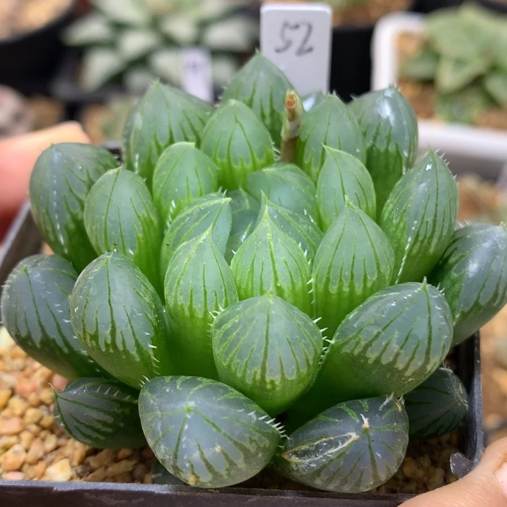 实生玉露带盆土发货