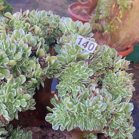 *****多肉植物一个白凤追
