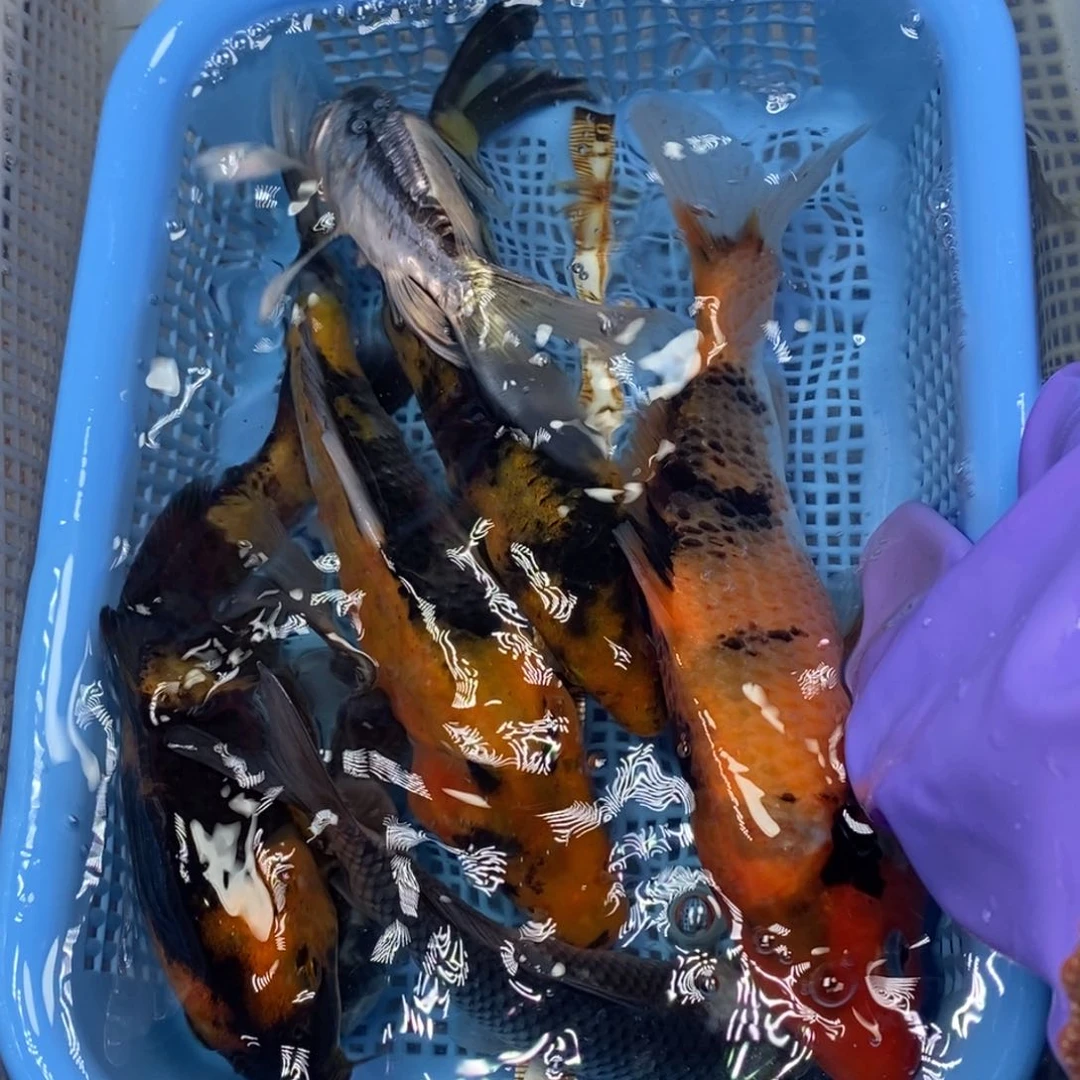 锦鲤冷水锦鲤包邮