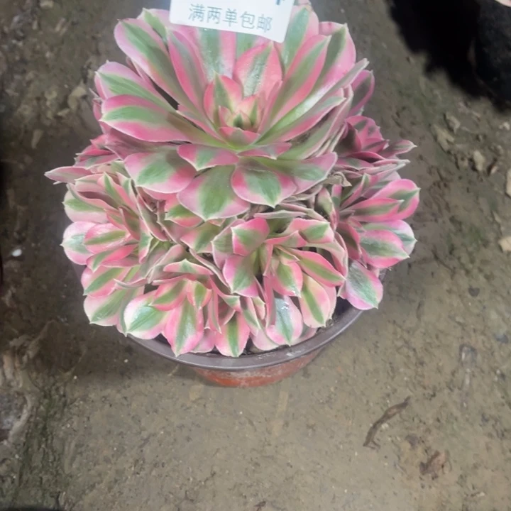 4034女巫的的的人