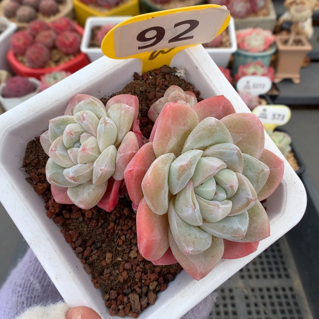 92冰玉多肉植物福利