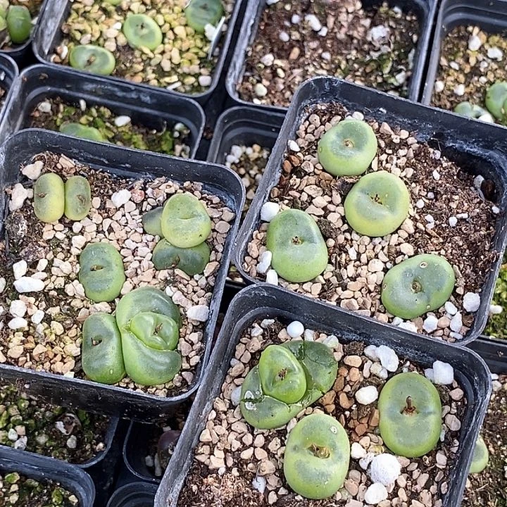 13660大年份鞋子三盆